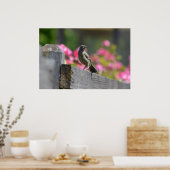 Poster Oiseau sur une clôture (Cuisine)