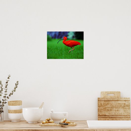 Poster Oiseau Tropical Avec Long Beak (Cuisine)