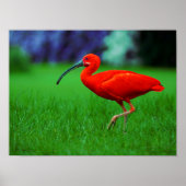 Poster Oiseau Tropical Avec Long Beak (Devant)