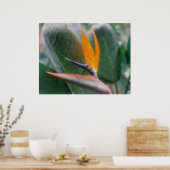 Poster Oiseau tropical hawaïen d'affiche de paradis (Cuisine)