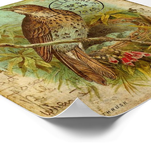 Poster Oiseau vintage (Coin)