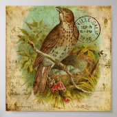 Poster Oiseau vintage (Devant)
