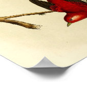 Poster Oiseau vintage (Coin)