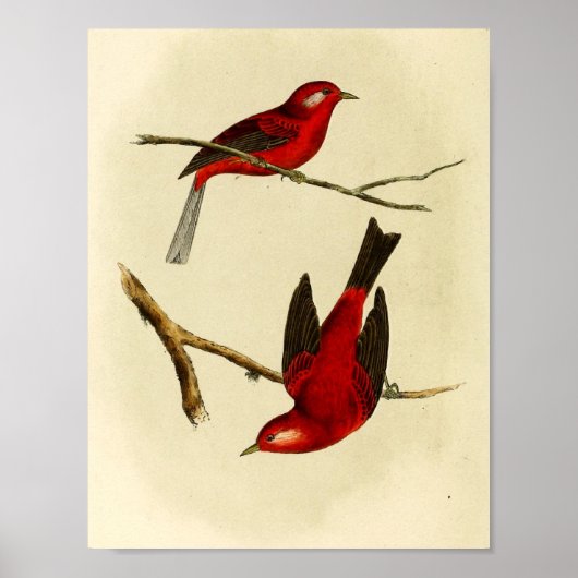 Poster Oiseau vintage (Devant)