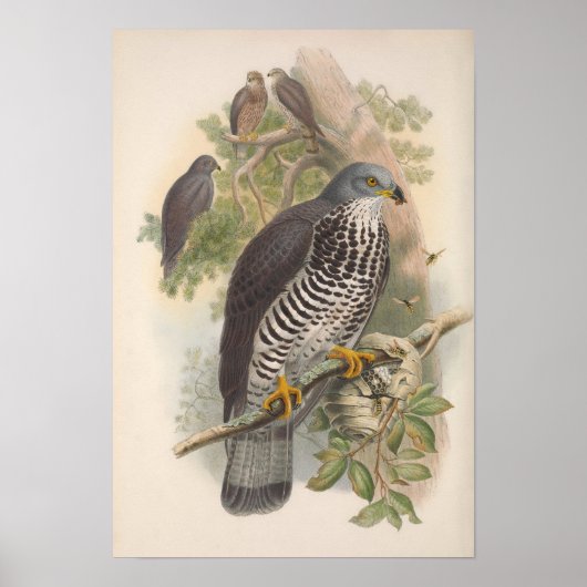 Poster Oiseau vintage de buzzard de miel (Devant)