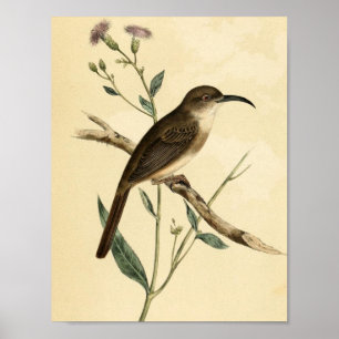 Poster Oiseau vintage de grive