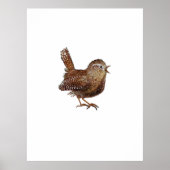 Poster Oiseau Wren (Troglodytes Troglodytes) (Devant)