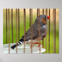 Oiseau Zebra Finch en cage