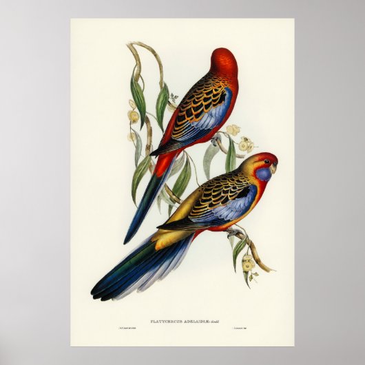 Poster Oiseaux (Devant)