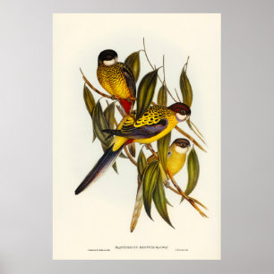 Poster Oiseaux 3