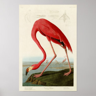 Poster Oiseaux américains de John Audubon de Flamant rose