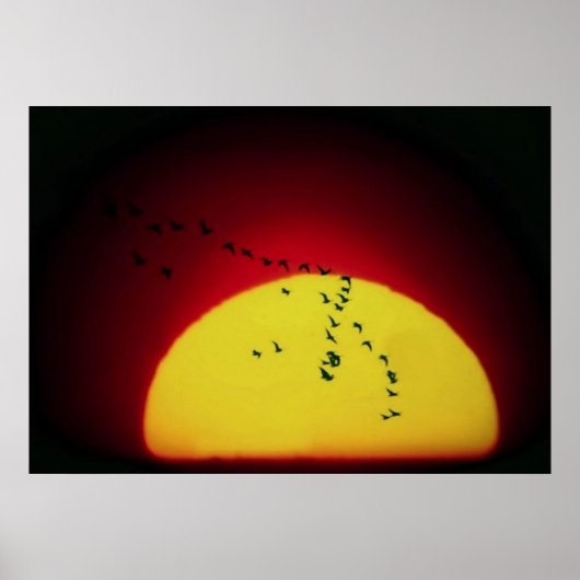 Poster Oiseaux au coucher du soleil (Devant)