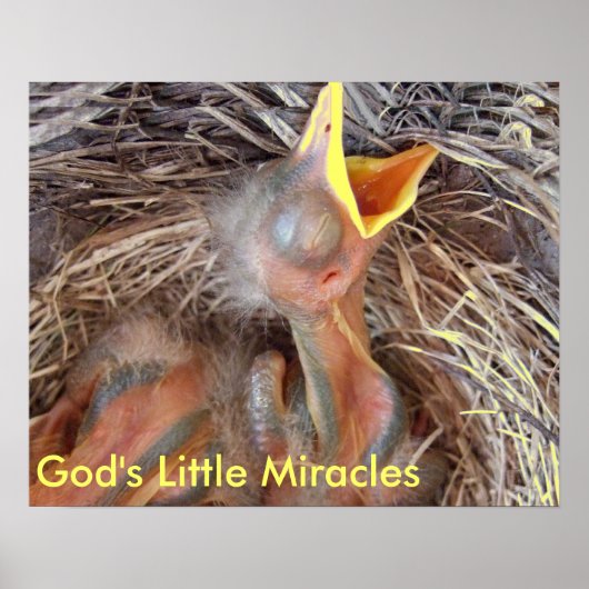 Poster oiseaux bébé - Les Petits Miracles de Dieu (Devant)