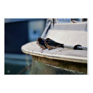 Poster Oiseaux blancs sur une ligne dans le port