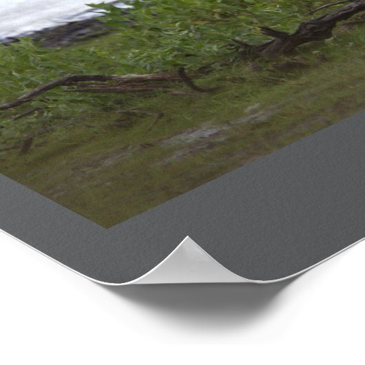 Poster Oiseaux by the Water (Coin)