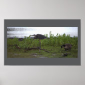 Poster Oiseaux by the Water (Devant)