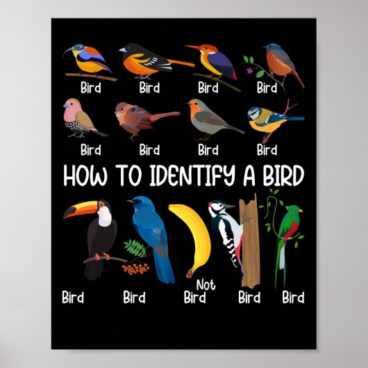 Poster Oiseaux Comment identifier un Oiseau unique (Devant)
