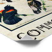 Poster Oiseaux communs d'Amérique Antique Bird (Coin)