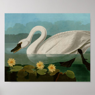 Poster Oiseaux communs de cygne d'Amérique Audubon