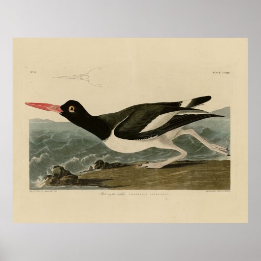 Poster Oiseaux d'Amérique d'Audubon (Devant)