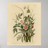 Poster Oiseaux d'Amérique d'Audubon (Devant)