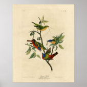 Poster Oiseaux d'Amérique d'Audubon (Devant)