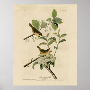 Poster Oiseaux d'Amérique de la Paruline à poitrine jaune