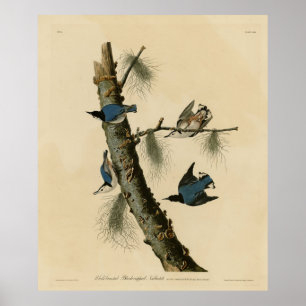 Poster Oiseaux d'Amérique de Nuthatch Audubon au coeur bl