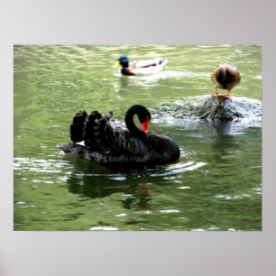 Poster oiseaux dans l'affiche d'eau