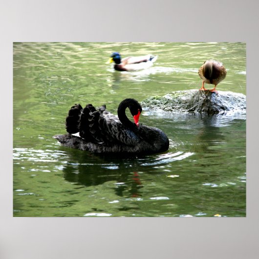 Poster oiseaux dans l'affiche d'eau (Devant)