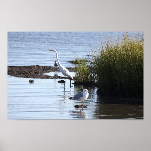 Poster Oiseaux dans l'eau (Devant)
