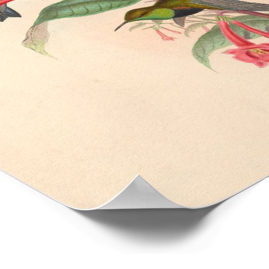 Poster Oiseaux d'art vintages Fleurs d'impression (Coin)