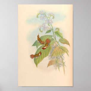 Poster Oiseaux d'art vintages Fleurs d'impression