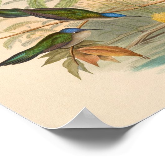 Poster Oiseaux d'art vintages Fleurs d'impression (Coin)