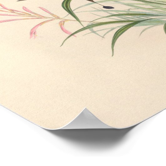 Poster Oiseaux d'art vintages Fleurs d'impression (Coin)