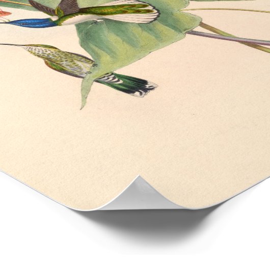 Poster Oiseaux d'art vintages Fleurs d'impression (Coin)