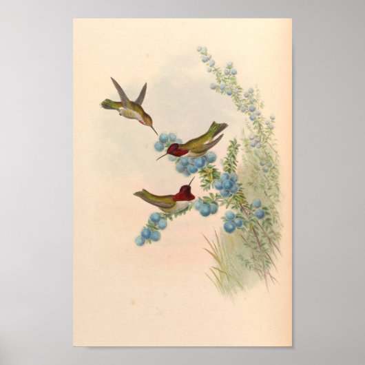 Poster Oiseaux d'art vintages Fleurs d'impression (Devant)