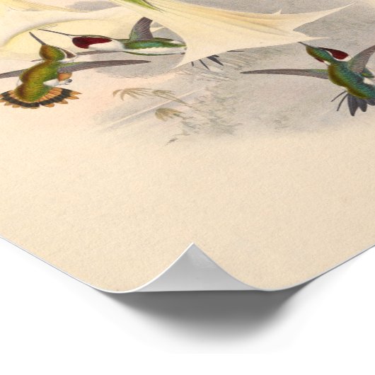 Poster Oiseaux d'art vintages Fleurs d'impression (Coin)