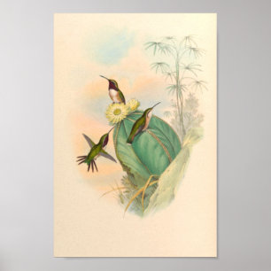 Poster Oiseaux d'art vintages Fleurs d'impression