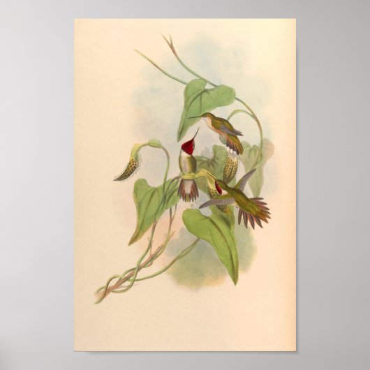 Poster Oiseaux d'art vintages Fleurs d'impression (Devant)