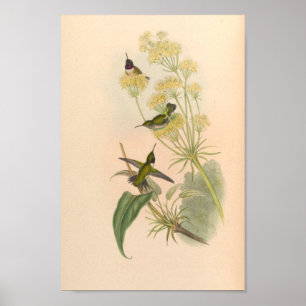 Poster Oiseaux d'art vintages Fleurs d'impression