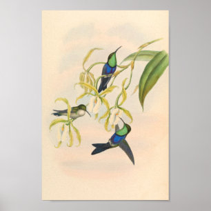 Poster Oiseaux d'art vintages Fleurs d'impression