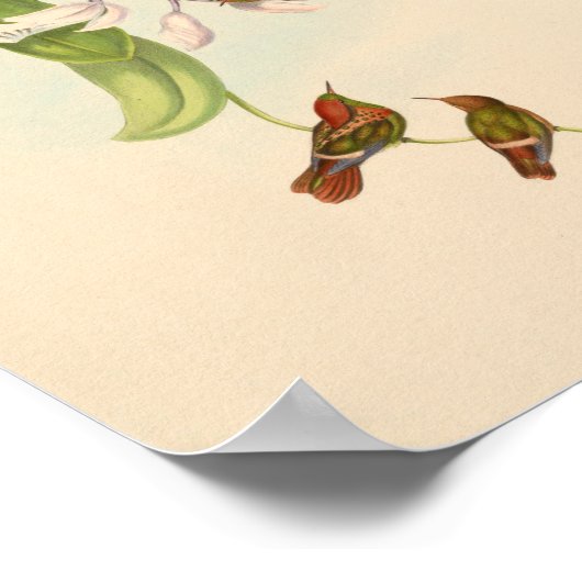 Poster Oiseaux d'art vintages Fleurs d'impression (Coin)