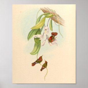 Poster Oiseaux d'art vintages Fleurs d'impression