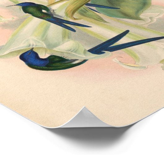 Poster Oiseaux d'art vintages Fleurs d'impression (Coin)
