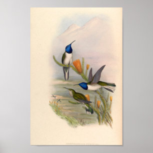 Poster Oiseaux d'art vintages Fleurs d'impression