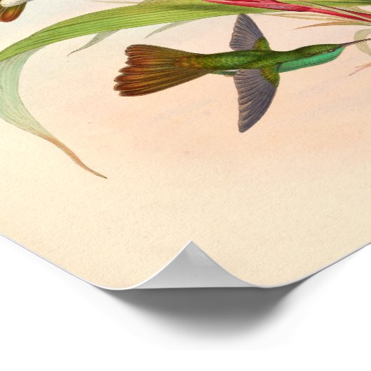 Poster Oiseaux d'art vintages Fleurs d'impression (Coin)