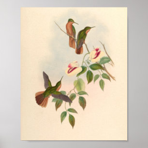 Poster Oiseaux d'art vintages Fleurs d'impression