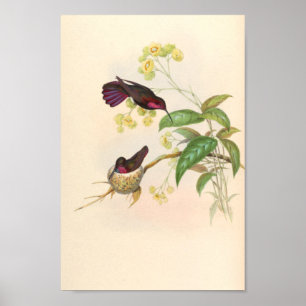 Poster Oiseaux d'art vintages Fleurs d'impression
