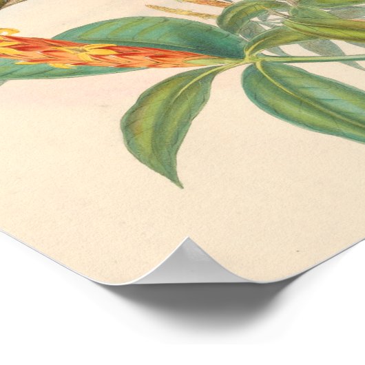 Poster Oiseaux d'art vintages Fleurs d'impression (Coin)